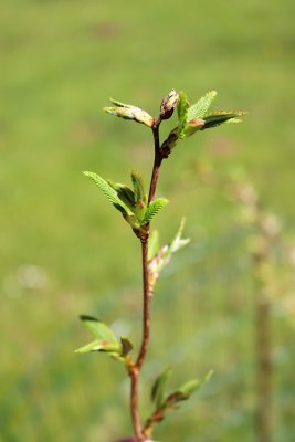 Carpinus japonica habr japonský - jarní pučení